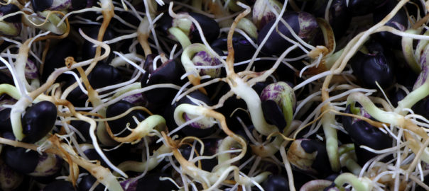 An image depicting sprouted black beans